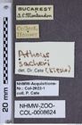 Etiketten zu Athous sacheri (NHMW-ZOO-COL-0008624)